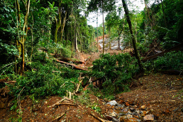 landslides in wayanad